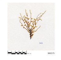 藏品(多疣假懸苔)的圖片